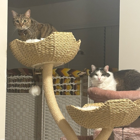 Meet your Posher, JoAnna - Picture 4 of 4